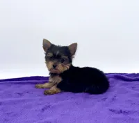Boonie - Teacup , a male Yorkshire Terrier for sale in Sandy Hook, KY – 8 of 9