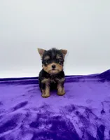 Charlie - Male Yorkie, a male Yorkshire Terrier for sale in Sandy Hook, KY – 2 of 10