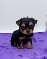 Lex - Male Yorkie, a male Yorkshire Terrier for sale in Sandy Hook, KY – 7 of 9