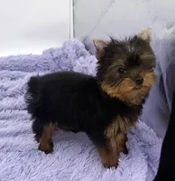 Winnie, a female Yorkshire Terrier for sale in Sandy Hook, KY – 7 of 9