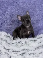 Lily- FINANCING AVAILABLE, a female French Bulldog for sale in Sandy Hook, KY – Photo 2 of 7