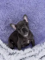 Lily- FINANCING AVAILABLE, a female French Bulldog for sale in Sandy Hook, KY – Photo 4 of 7