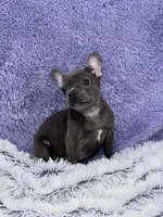 Lily- FINANCING AVAILABLE, a female French Bulldog for sale in Sandy Hook, KY – Photo 6 of 7