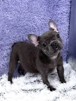 Lily- FINANCING AVAILABLE, a female French Bulldog for sale in Sandy Hook, KY – Photo 1 of 7