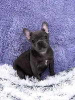 Lily- FINANCING AVAILABLE, a female French Bulldog for sale in Sandy Hook, KY – Photo 3 of 7