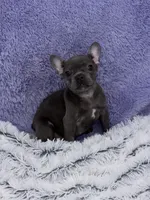 Lily- FINANCING AVAILABLE, a female French Bulldog for sale in Sandy Hook, KY – Photo 7 of 7
