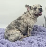 Zack -FINANCING AVAILABLE, a male French Bulldog for sale in Sandy Hook, KY – 2 of 6