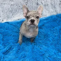 Zack -FINANCING AVAILABLE, a male French Bulldog for sale in Sandy Hook, KY – Photo 5 of 6