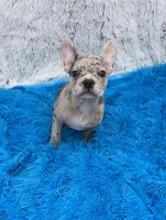 Zack -FINANCING AVAILABLE, a male French Bulldog for sale in Sandy Hook, KY – Photo 5 of 6