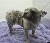 Zack -FINANCING AVAILABLE, a male French Bulldog for sale in Sandy Hook, KY – 3 of 6