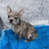 Zack -FINANCING AVAILABLE, a male French Bulldog for sale in Sandy Hook, KY – Photo 3 of 6