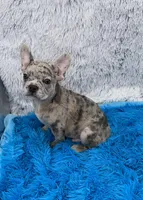 Zack -FINANCING AVAILABLE, a male French Bulldog for sale in Sandy Hook, KY – Photo 3 of 6