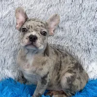 Zack -FINANCING AVAILABLE, a male French Bulldog for sale in Sandy Hook, KY – Photo 6 of 6