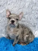 Zack -FINANCING AVAILABLE, a male French Bulldog for sale in Sandy Hook, KY – Photo 6 of 6