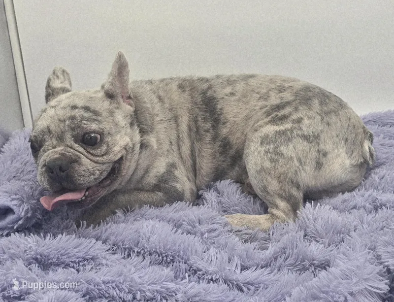 Zack -FINANCING AVAILABLE – French Bulldog puppy for sale in Sandy Hook, KY