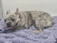 Zack -FINANCING AVAILABLE, a male French Bulldog for sale in Sandy Hook, KY – 1 of 6