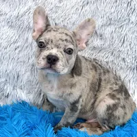 Zack -FINANCING AVAILABLE, a male French Bulldog for sale in Sandy Hook, KY – Photo 4 of 6