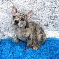 Zack -FINANCING AVAILABLE, a male French Bulldog for sale in Sandy Hook, KY – Photo 2 of 6