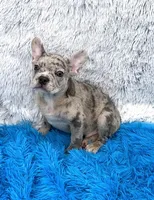 Zack -FINANCING AVAILABLE, a male French Bulldog for sale in Sandy Hook, KY – Photo 2 of 6