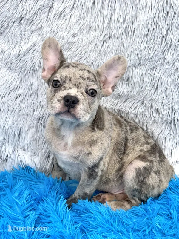 Zack -FINANCING AVAILABLE, a male French Bulldog for sale in Sandy Hook, KY – Photo 1 of 6