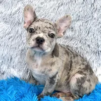 Zack -FINANCING AVAILABLE, a male French Bulldog for sale in Sandy Hook, KY – Photo 1 of 6