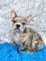 Zack -FINANCING AVAILABLE, a male French Bulldog for sale in Sandy Hook, KY – Photo 1 of 6