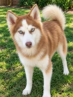 Rosie, a female Siberian Husky for sale in Sandy Hook, KY – 2 of 2
