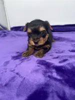 Alex - Male Yorkie, a male Yorkshire Terrier for sale in Sandy Hook, KY – 6 of 10