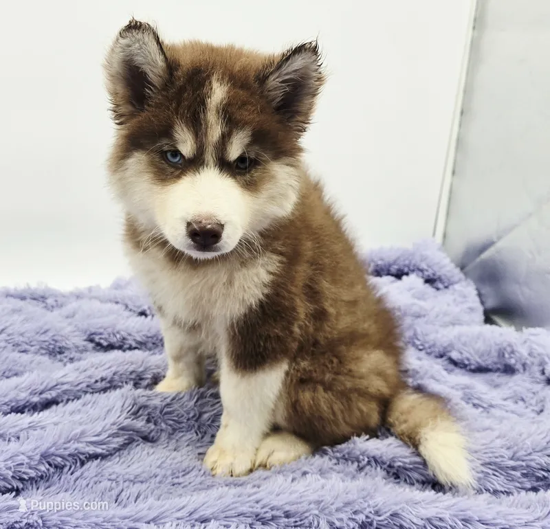 Stormy  – Siberian Husky puppy for sale in Sandy Hook, KY