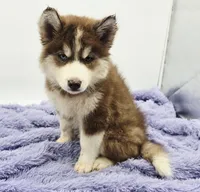 Stormy , a male Siberian Husky for sale in Sandy Hook, KY – 1 of 2