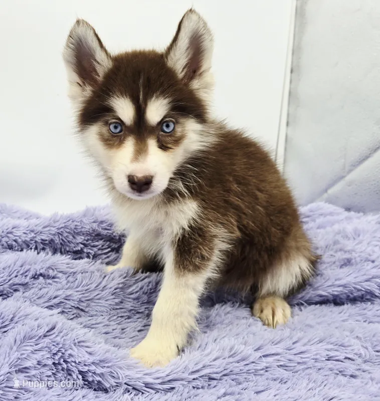 Spice – Siberian Husky puppy for sale in Sandy Hook, KY