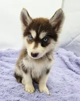 Spice, a female Siberian Husky for sale in Sandy Hook, KY – Photo 3 of 4