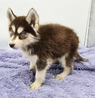 Spice, a female Siberian Husky for sale in Sandy Hook, KY – Photo 2 of 4