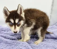 Spice, a female Siberian Husky for sale in Sandy Hook, KY – Photo 4 of 4