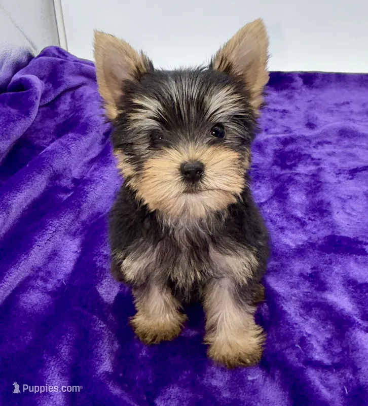 Charlie - Male Yorkie – Yorkshire Terrier puppy for sale in Sandy Hook, KY