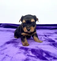 Alex - Male Yorkie, a male Yorkshire Terrier for sale in Sandy Hook, KY – 3 of 10