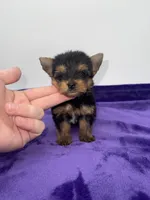 Boonie - Teacup , a male Yorkshire Terrier for sale in Sandy Hook, KY – 5 of 10