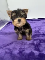 Charlie - Male Yorkie, a male Yorkshire Terrier for sale in Sandy Hook, KY – 5 of 10