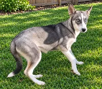 Sherry , a female Siberian Husky for sale in Sandy Hook, KY – 1 of 1