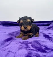 Alex - Male Yorkie, a male Yorkshire Terrier for sale in Sandy Hook, KY – 1 of 10