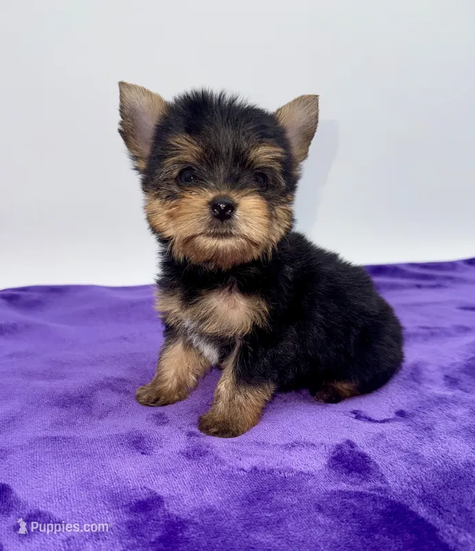 Boonie - Teacup  – Yorkshire Terrier puppy for sale in Sandy Hook, KY