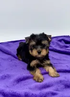 Alex, a male Yorkshire Terrier for sale in Sandy Hook, KY – 8 of 9