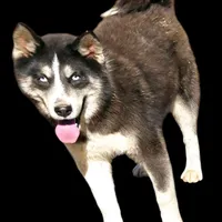 Donnie Financing Available, a male Siberian Husky for sale in Sandy Hook, KY – Photo 1 of 4