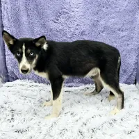 Donnie Financing Available, a male Siberian Husky for sale in Sandy Hook, KY – Photo 2 of 4