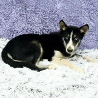 Donnie Financing Available, a male Siberian Husky for sale in Sandy Hook, KY – Photo 4 of 4