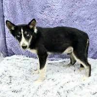 Donnie Financing Available, a male Siberian Husky for sale in Sandy Hook, KY – Photo 3 of 4