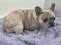 Tiffany financing available, a female French Bulldog for sale in Sandy Hook, KY – 3 of 3