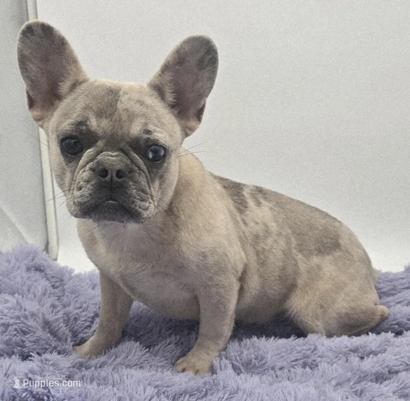Tiffany financing available, a female French Bulldog for sale in Sandy Hook, KY – 1 of 3