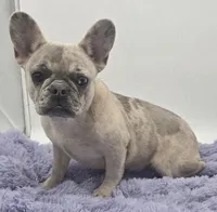 Tiffany financing available, a female French Bulldog for sale in Sandy Hook, KY – 1 of 3