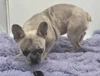 Tiffany financing available, a female French Bulldog for sale in Sandy Hook, KY – 2 of 3
